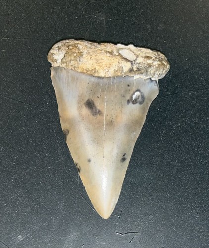 Mako Fossil Giant Shark Teeth All Natural Large 2.4” Dinosaur Tooth OBO - Picture 2 of 3