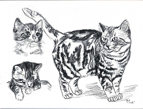 DRAWING CATS – GLADYS EMERSON COOK – HOW-TO ART BOOK – ORIGINAL 1948 EDITION - Picture 8 of 8