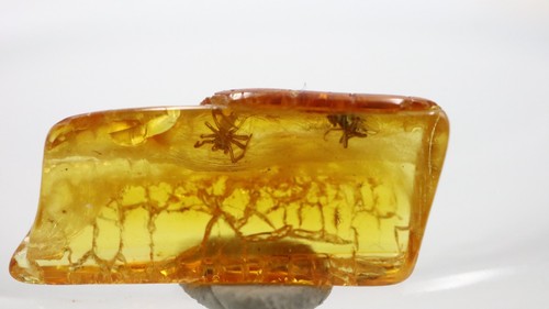 Baltic Amber with Spider and 1 Other Insects |Fossil Inclusions in Genuine Amber - Picture 4 of 7