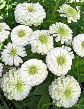 White Zinnia Seeds, Polar Bear, Heirloom Zinnia Seeds, Heirloom Flowers, 75ct