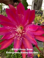 Rooted Epiphyllum Orchid Cactus “Zona Rose”Growing In 4” Starter Pot.