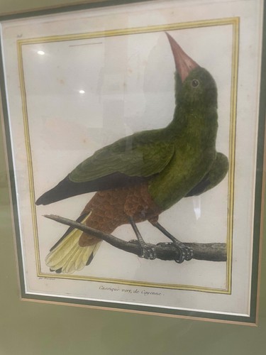 18th Century Original Bird Aquatint Cassique Vert 328 - Francois Nicolas Martine - Picture 2 of 2