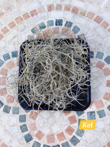 FREE Post/ Spanish Moss, Air Plant, Tillandsia, Old Man’s Beard or Whiskers - Picture 3 of 3