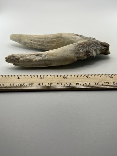 "FÓSIL DE DIENTE DE BASILOSAURUS Eoceno tardío 40 millas años Artiodáctilo antiguo 5,5"" SC 300" - Imagen 1 de 4