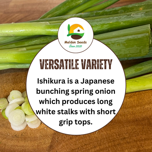 Spring Onion Seeds Long White Ishikura 500 Fresh Vegetable Seeds Indoor Outdoor - Picture 7 of 10