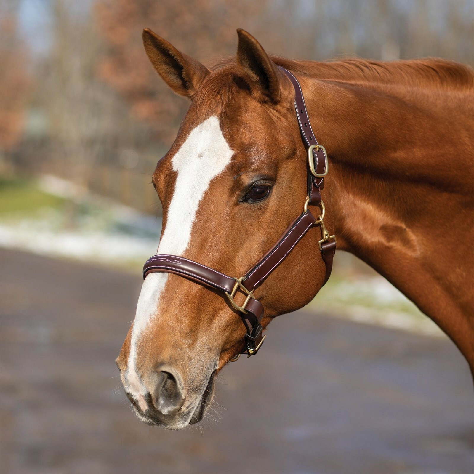 Joseph Sterling Comfort Crown Leather Halter - Cob - Full- Thgoldughbred Joseph Sterling Comfort Crown Leather Halter - Cob - Full- Thgoldughbred