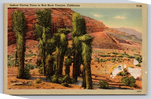 Joshua Cactus Tree red rock canyon CA Postcard VTG UNP Linen desert - Bild 1 von 2