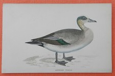 American Wigeon Nordamerikanische Pfeifente  Stich handkoloriert 1867 Morris