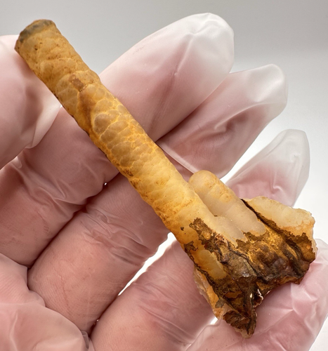 RARE Indo Agate "Fossil Bamboo" Stalactite Crystal - Pearl-Like Gem 13g - Picture 8 of 9