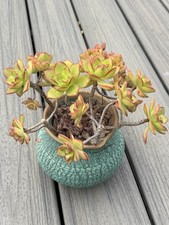 アエオニウム 99999 莲花掌杂色cactis 、多肉植物| eBay