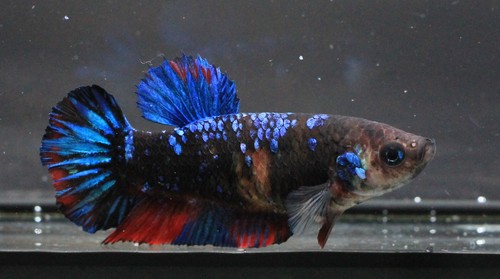 Thai Live Betta Fish Pet Fancy Black Blue Female Girl Quality Rare Plakat Breed - Picture 15 of 18