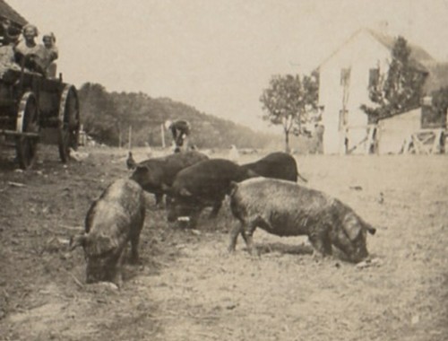 POLKS IN WAGON AT PIG FARM VINTAGE RPPC FOTO REAL POSTAL C 1910 041921 Q - Imagen 3 de 4