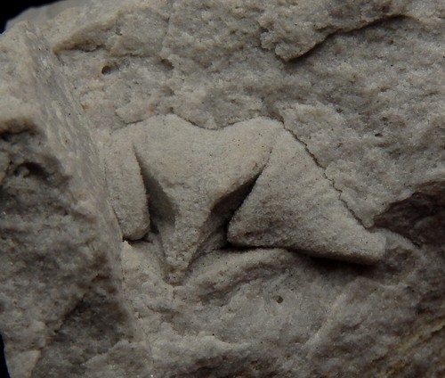 SPIRIFER SANDSTONE Devonian - Spinocyrtia Chonotes POLAND Holy Cross Mts. /pl371 - Picture 8 of 12