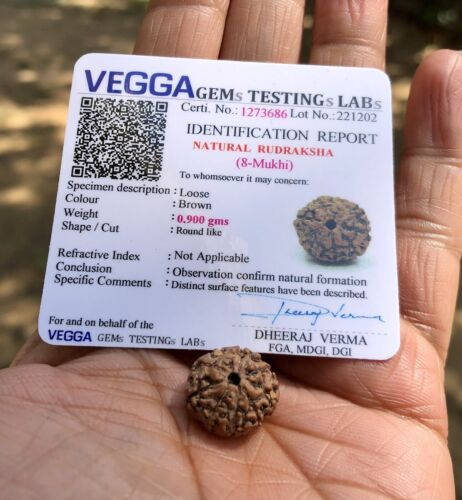 LAB CERTIFIED 8 Mukhi RUDRAKSHA, 8 Face Rudraksham 1 Piece, Small Size - Bild 3 von 6