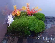 LARGE Premium✨Live Fresh Moss 🌱 2 Sq ft Terrarium Vivarium