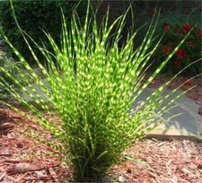 Miscanthus sinensis Zebrinus | Zebra Grass | 50_Seeds