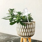  5 Pcs Blumen Bewässerung Bewässerungskugeln Aus Glas Selbstbewusste Globen
