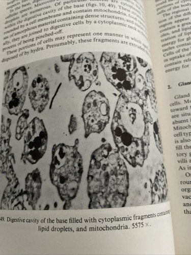 Thomas L Lentz / The Cell Biology of Hydra 1966 - Foto 9 di 12