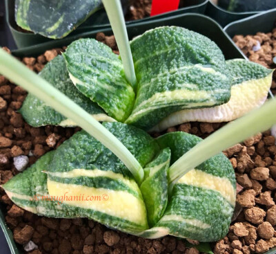 Gasteria Armstrongii Variegate Sakai B 10 Fresh Seeds Set G 45 Ebay