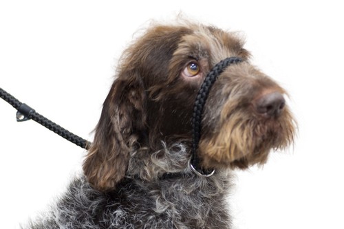SLIP Lead Ancol Rope Dog Training Strong Nylon Control Obedience Show Halter - Picture 29 of 33