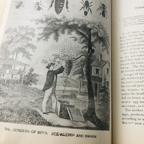 1913 Livestock And Complete Stock Doctor A Cyclopedia For the Farmer/Stock Owner - Picture 17 of 22