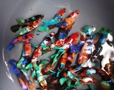 Live Betta Fish - Female Betta for Sorority Tank HMPK Galaxy Koi - USA Breed.