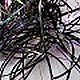 Veniard Super Stretch Hackle 19mm 6 Colours Fly Tying, Crafts etc - Picture 2 of 7