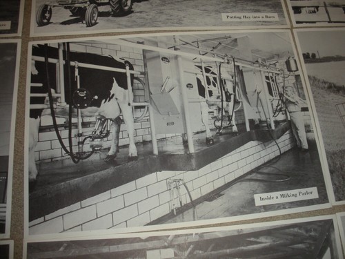 15 VINTAGE 1964 DAIRY FARM PANORAMA KIT COWS Black and White Prints 9X13 - Picture 12 of 17