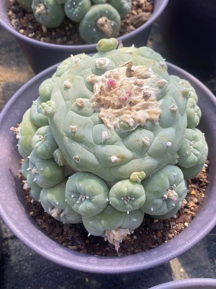 Single head A huge raresucculent cactus plant Haveroots norootstock 9-12CM - Image 3 of 4