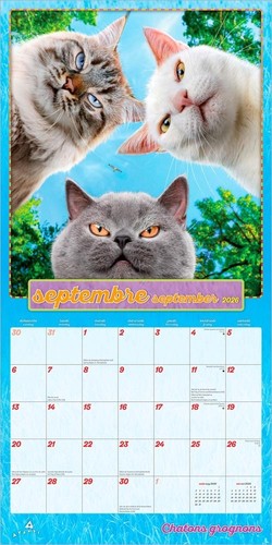Avanti Chatons Grognons OFICIAL | 2026 12x24" (colgante) Calendario de pared cuadrado - Imagen 4 de 9