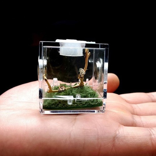 Breeding Box Transparent Insect Feeding Boxes Portable Acrylic Reptile Enclosure - Picture 11 of 15