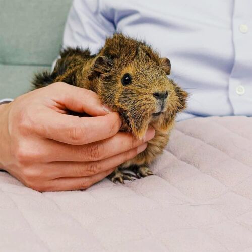 Eco-Friendly Peach Pie Fleece Guinea Pig Bedding - 27 x 41 for Ultimate Comfort - Picture 8 of 11