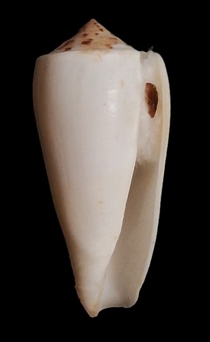 Sea Shell Conus magus 62 mm, F+++, bonito cuerpo blanco, impresionante - Imagen 2 de 6