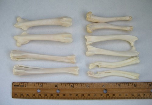 Lot of Real Rabbit Bones Limb Arm Leg Femurs Ulna Animal Hare Skeleton Taxidermy