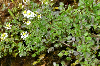 Brunnenkresse und Bachbunge  10 wintergrüne Teichpflanzen Sauerstoff  im Winter