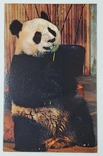 Postcard Ling Ling Female Panda Gift National Zoological Park Washington DC 