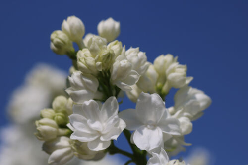 Flieder - Syringa vulgaris `MISS ELLEN WILLMOTT´ als Stämmchen, Stammhöhe 70 cm - Bild 5 von 7