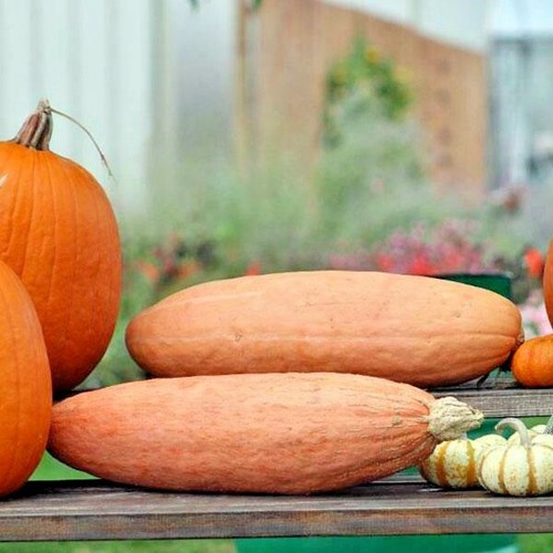 FANTASTIC FLAVOR Pink Banana Winter Squash 20 Fresh Seeds GOURMET TYPE HEY CHEF! - Picture 8 of 11