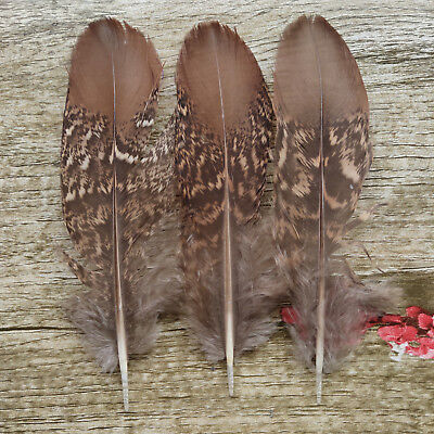 8-30 cm 10-100pcs Wholesale unique wild Turkey tail feathers 3-12 inches 8-30 cm 10-100pcs Wholesale unique wild Turkey tail feathers 3-12 inches