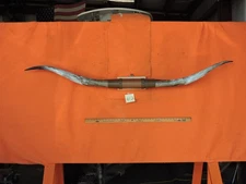 MOUNTED STEER BULL  HORNS  5' 10" tip to tip #412 BULL HORN LONGHORN