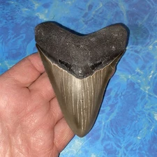 MEGALODON SHARK TOOTH 3.98” HUGE  TEETH MEG SCUBA DIVER DIRECT FOSSIL NC 9499