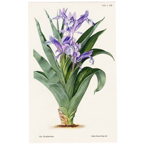 Seltene 1948 Curtis Botanical Magazine Chromolithographie, IRIS SPURIA (blaue Iris) - Bild 2 von 5
