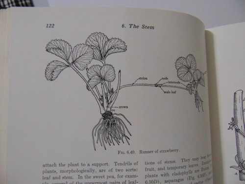 Botany : An Introduction to Plant Biology - Hardcover - 1950 - Picture 7 of 10
