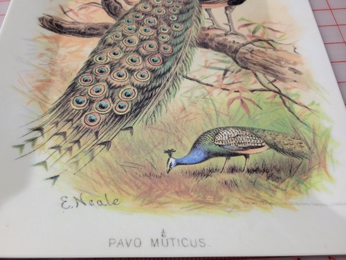 Pottery Barn Peacock - Pavo Muticus by E. Neale - Melamine 16" x 12" Tray - Picture 3 of 5