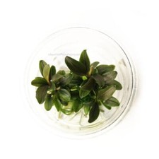 Bucephalandra Red Mini Small Tissue Culture Cup Aquarium Plants Factory