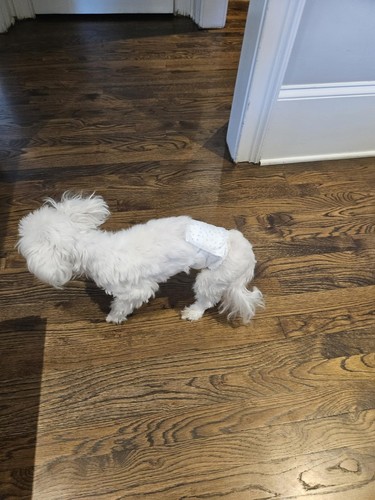 All-Absorb A27 Male Dog Wrap, 50 Count, Extra Small,All-Absorb A27 Male Dog Wrap - Picture 10 of 12