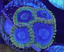 [WYSIWYG] Rainbow Yoda Zoa Frag #3 Easy Zoa Softy Live Coral Zoanthids Paly