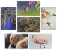 All Occasion Bulk Greeting Cards - Blank Inside - Bird Photographs With Peaco... on sale All Occasion Bulk Greeting Cards - Blank Inside - Bird Photographs With Peaco... on sale