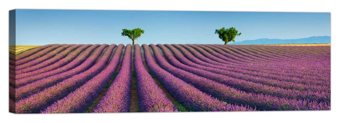 Quadro stampa su tela con telaio Krahmer in legno Krahmer telaio Frank Lavender field, Provence 5093bc Quadro stampa su tela con telaio Krahmer in legno Krahmer telaio Frank Lavender field, Provence 5093bc