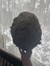 15x13 large bald faced hornet nest with four visible layers of combs!!!